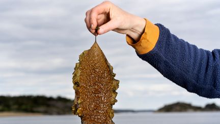 Bild på en hand som håller upp en stor alg, större än handen själv, som är platt med bubblig textur.
