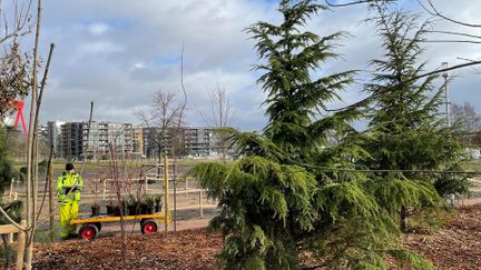 Två barrträd i förgrunden. Bredvid står en person i arbetskläder med en gul vagn med plantor på. I bakgrunden lägenhetshus.