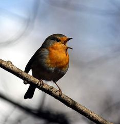 Alternativtext för bilden