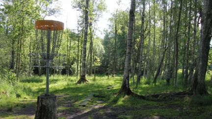 Discgolfkorg i skogen