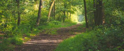 En lång stig i en grönskimrande skog.