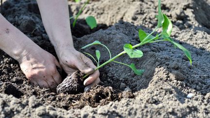 Närbild på händer som gräver ner en planta i jorden