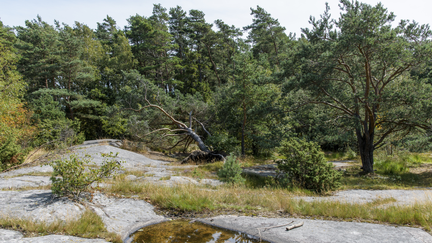 Naturområde med stenhäll i förgrund och tallar i bakgrund