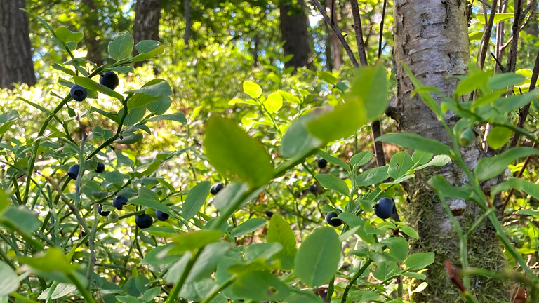Blåbärsris i skogen