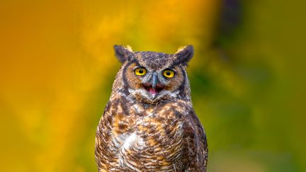 Uggla med öppen näbb.