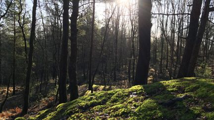 Skogsområde med träd och mossa på marken.