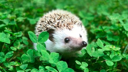 En leende igelkott på en bädd av treklöver