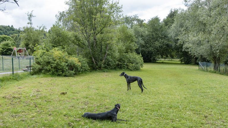 Två hundar i en hundrastgård.