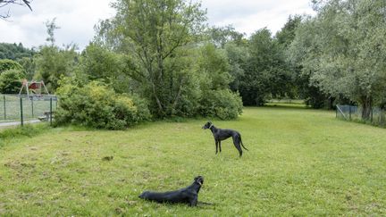 Två hundar i en hundrastgård.