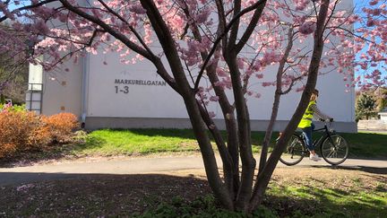 En person med reflexväst cyklar förbi bakom ett körsbärsträd.