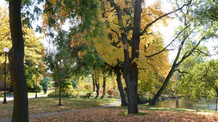 bild på träd i höstskrud