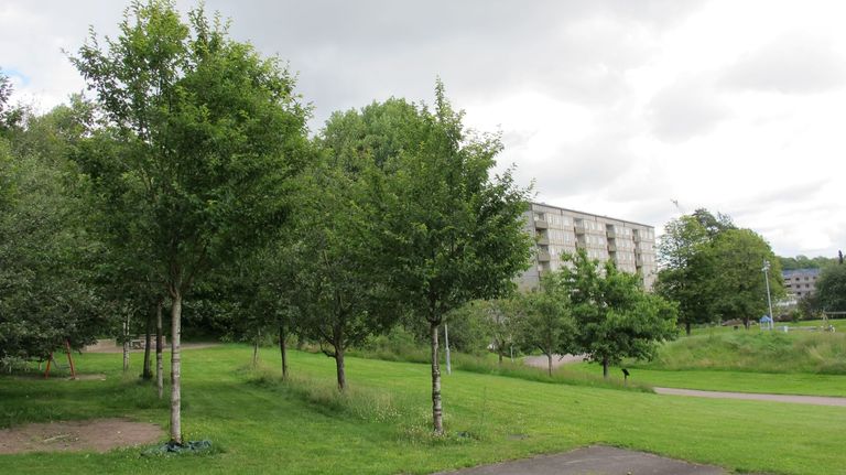 Ny allé med 26 träd i Bräcke