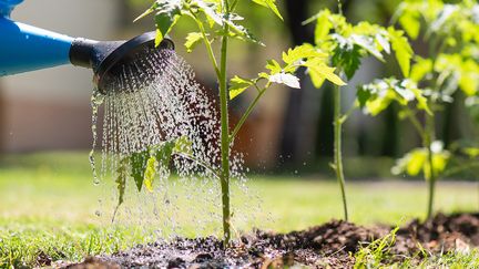 En person vattnar växter med en blå vattenkanna. 