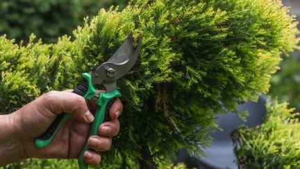 En hand klipper en buske med sekatör.