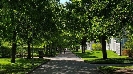 En grön allé med träd.