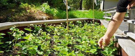 En person håller i en planta i en plantering.