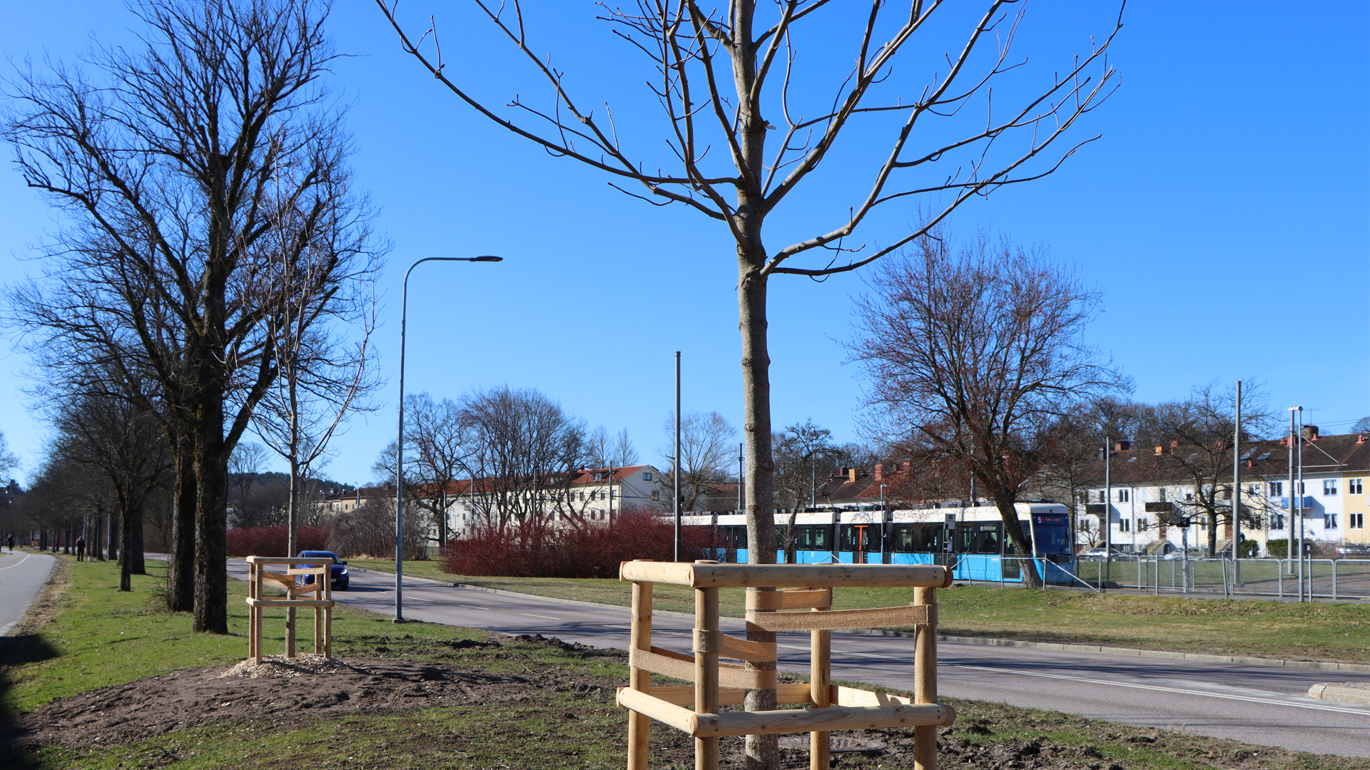 Nyplanterade träd i solen längs Delsjövägen