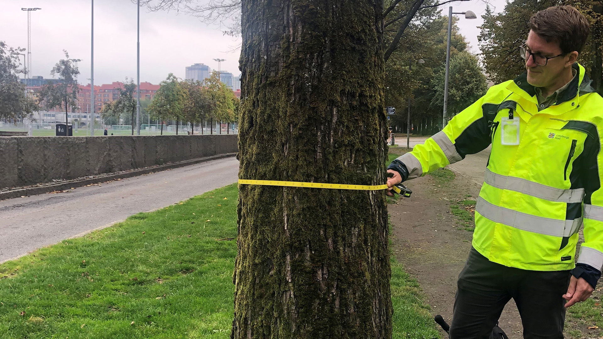 Jesper Krantz mäter en alm i samband med inventeringen av sjuka almar.