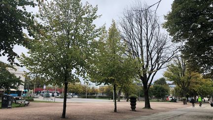 Död alm i Bältesspännarparken. Foto