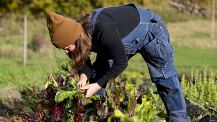 Person i brun mössa och blå snickarbyxor står böjd över växtbädd och och plockar långa salladsblad.  