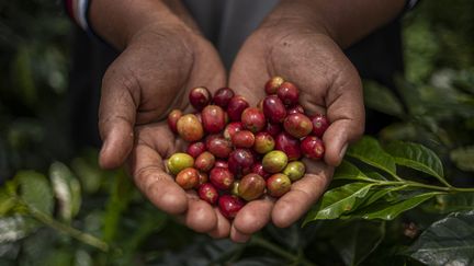 Kaffebönor i två utsträckta händer.