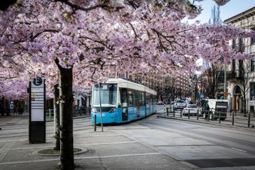 Spårvagn under körsbärsblom på Järntorget