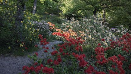 Blommande buskar i Azaleadalen, röda, gula, vita, lila blommor.