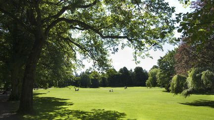 Bild på en gräsmatta som stäcker sig långt och ett träd som ger skugga vid av-