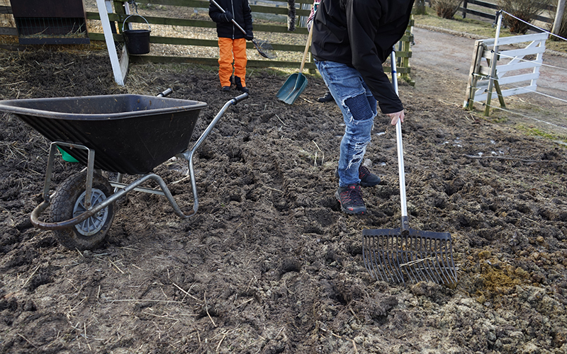 Några personer står i en hage och mockar. Bredvid dom står en skottkärra.