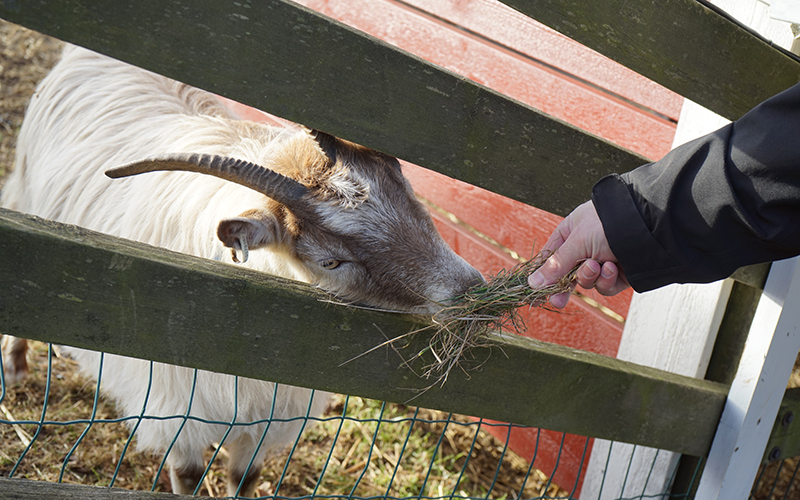 En person matar ett får med hö i handen genom ett stängsel.