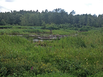 foto på Hisingsparkens våtmark, med vatten och gräs.