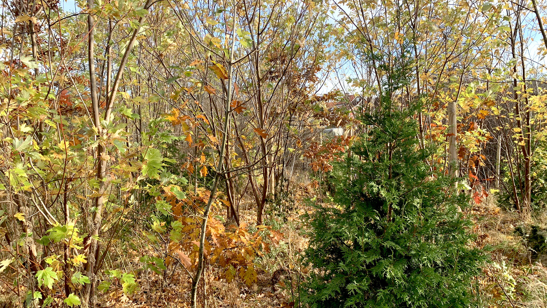 En tät plantering med lövträd i höstfärger och ett grönt barrträd