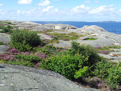 Foto på klippor, ljung och utsikt på Stora Amundö