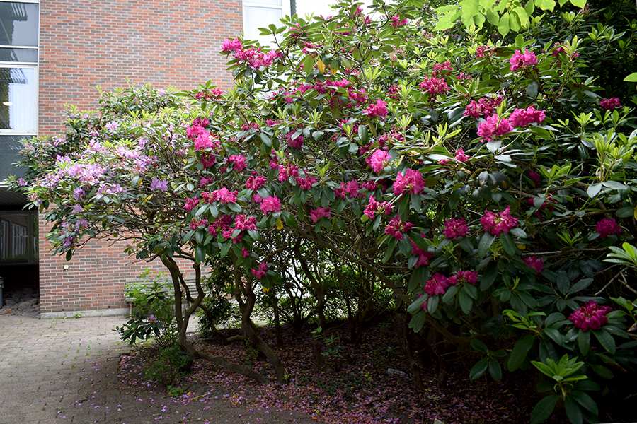 Rododendronbuske i blom