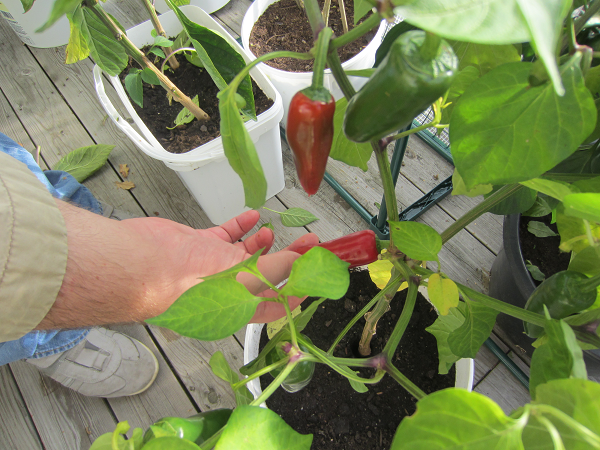 Odling av chilifrukter. En hand visar upp en röd chili som hänger från plantan.